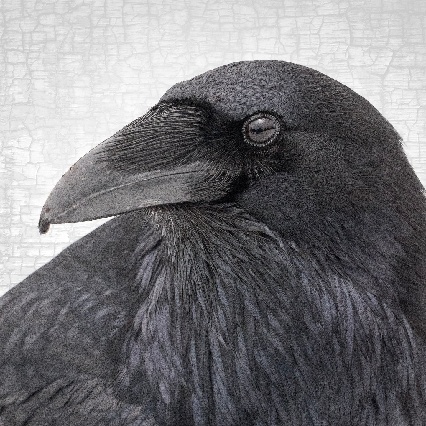 RAVEN LANDSCAPE - Fine Art Print, Raven Portrait Series