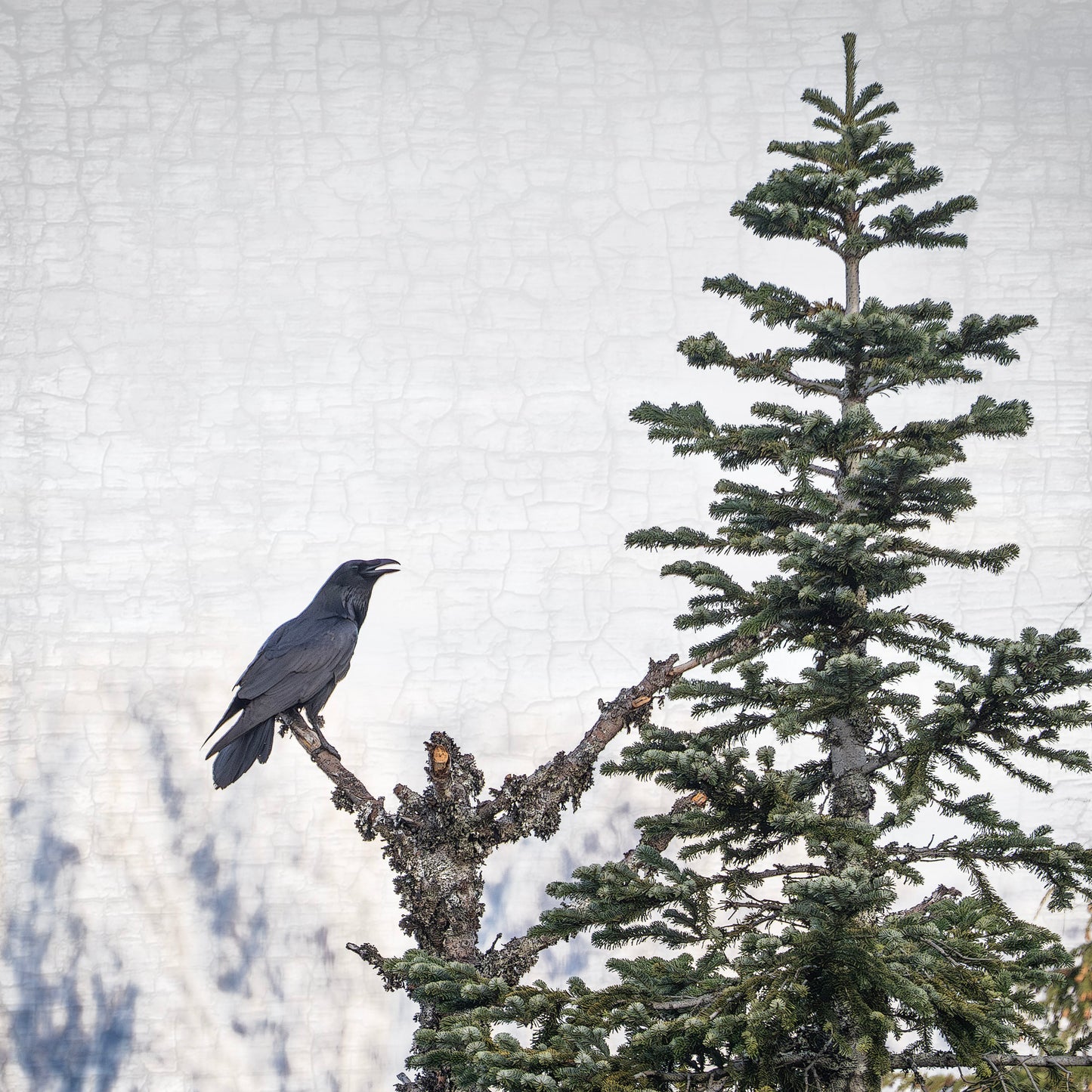 MORNING SONG - Fine Art Print, Raven Portrait Series