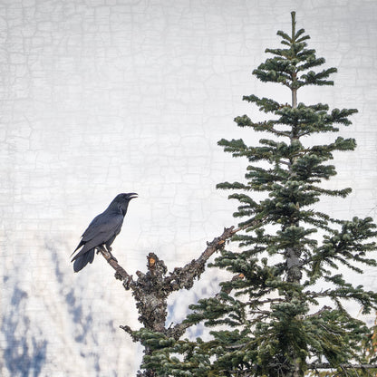 MORNING SONG - Fine Art Print, Raven Portrait Series
