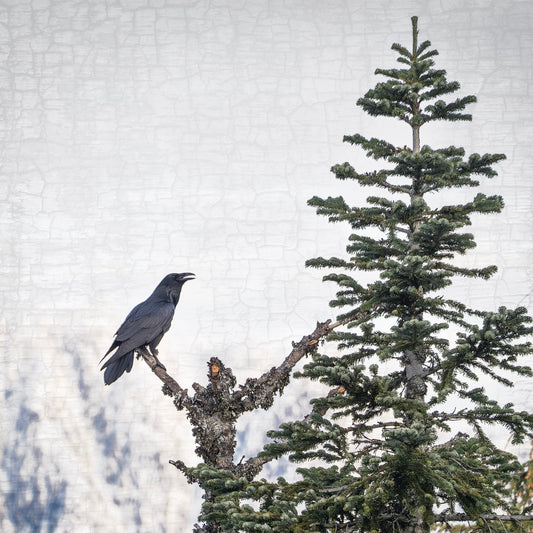 MORNING SONG - Fine Art Print, Raven Portrait Series