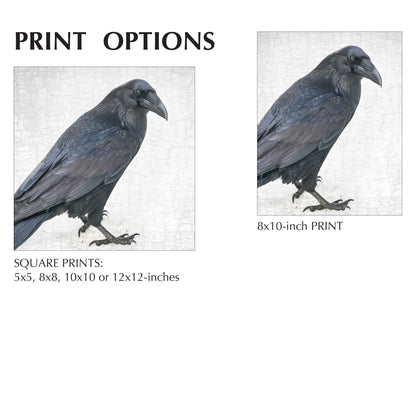 ENTER RAVEN, STAGE LEFT - Fine Art Print, Raven Portrait Series