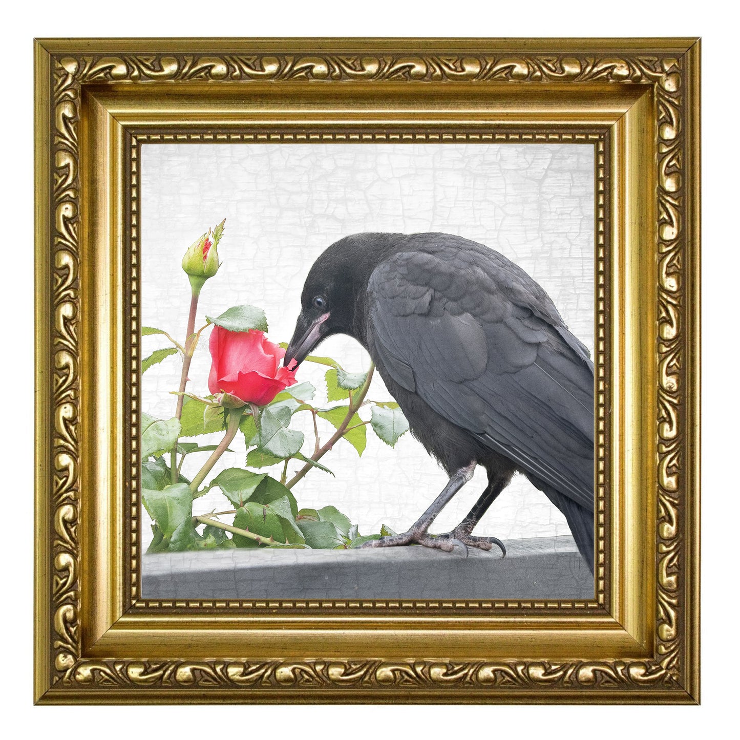 ROSE GARDEN CROW - Fine Art Print, Crow Portrait Series