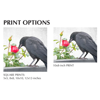 ROSE GARDEN CROW - Fine Art Print, Crow Portrait Series