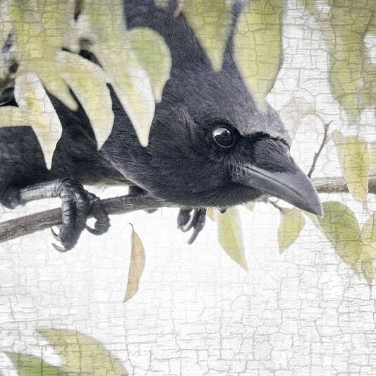 SECRET CROW - Fine Art Print, Crow Portrait Series