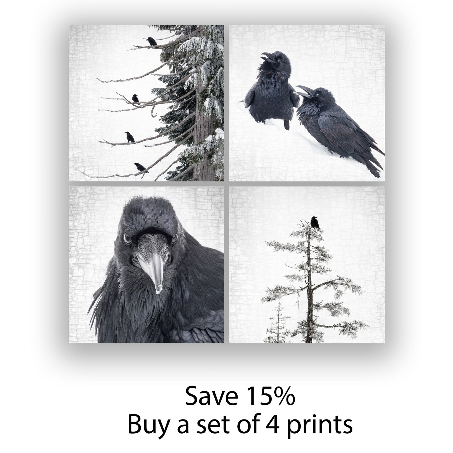 RAVENS WITH A VIEW - Fine Art Print, Raven Portrait Series