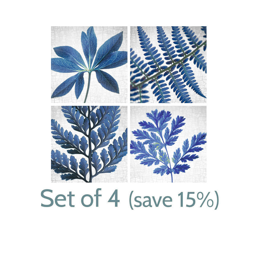 BLUE LADY FERN - Fine Art Print, Botanical Blueprint