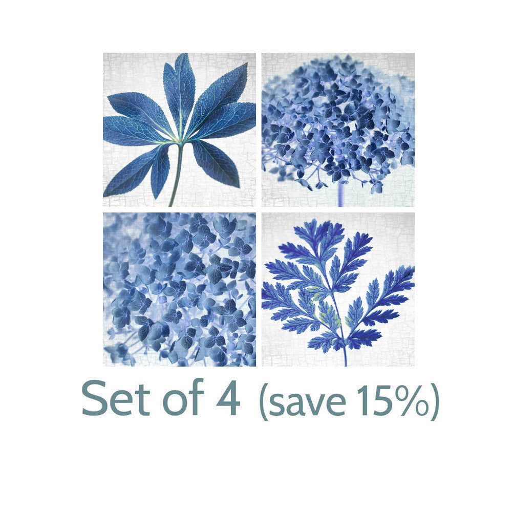 BLUE HELLEBORE LEAF - Fine Art Print, Botanical Blueprint