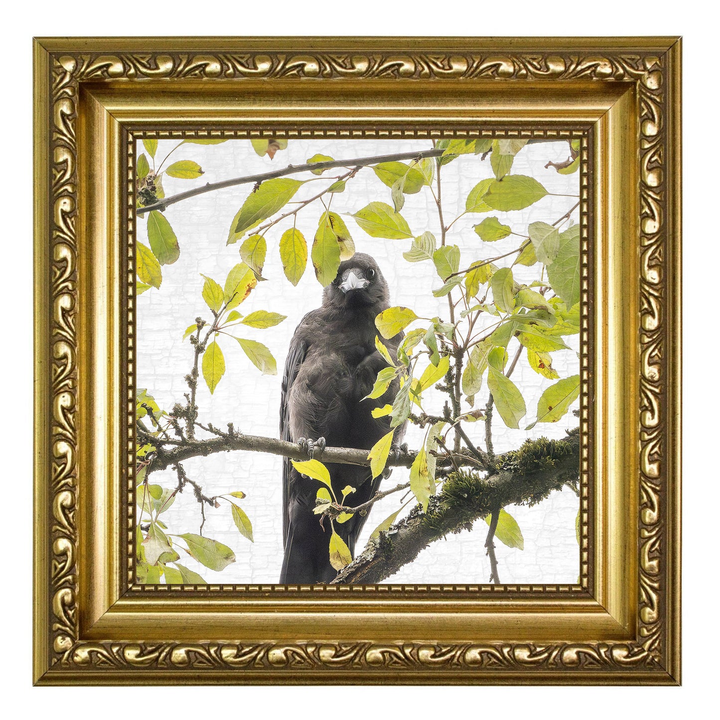SHY SUMMER BABY - Fine Art Print, Crow Portrait Series