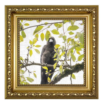 SHY SUMMER BABY - Fine Art Print, Crow Portrait Series