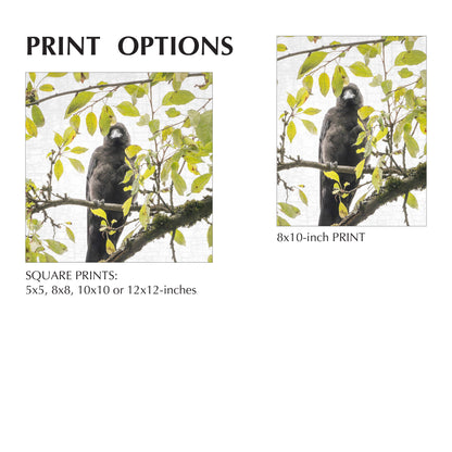 SHY SUMMER BABY - Fine Art Print, Crow Portrait Series