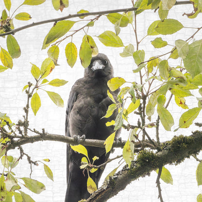 SHY SUMMER BABY - Fine Art Print, Crow Portrait Series