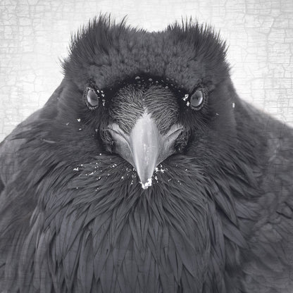 WATCHER IN THE SNOW - Fine Art Print, Raven Portrait Series