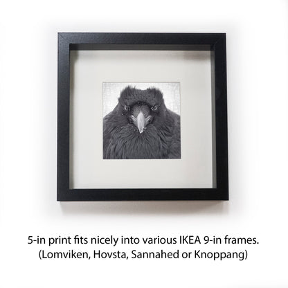 WATCHER IN THE SNOW - Fine Art Print, Raven Portrait Series