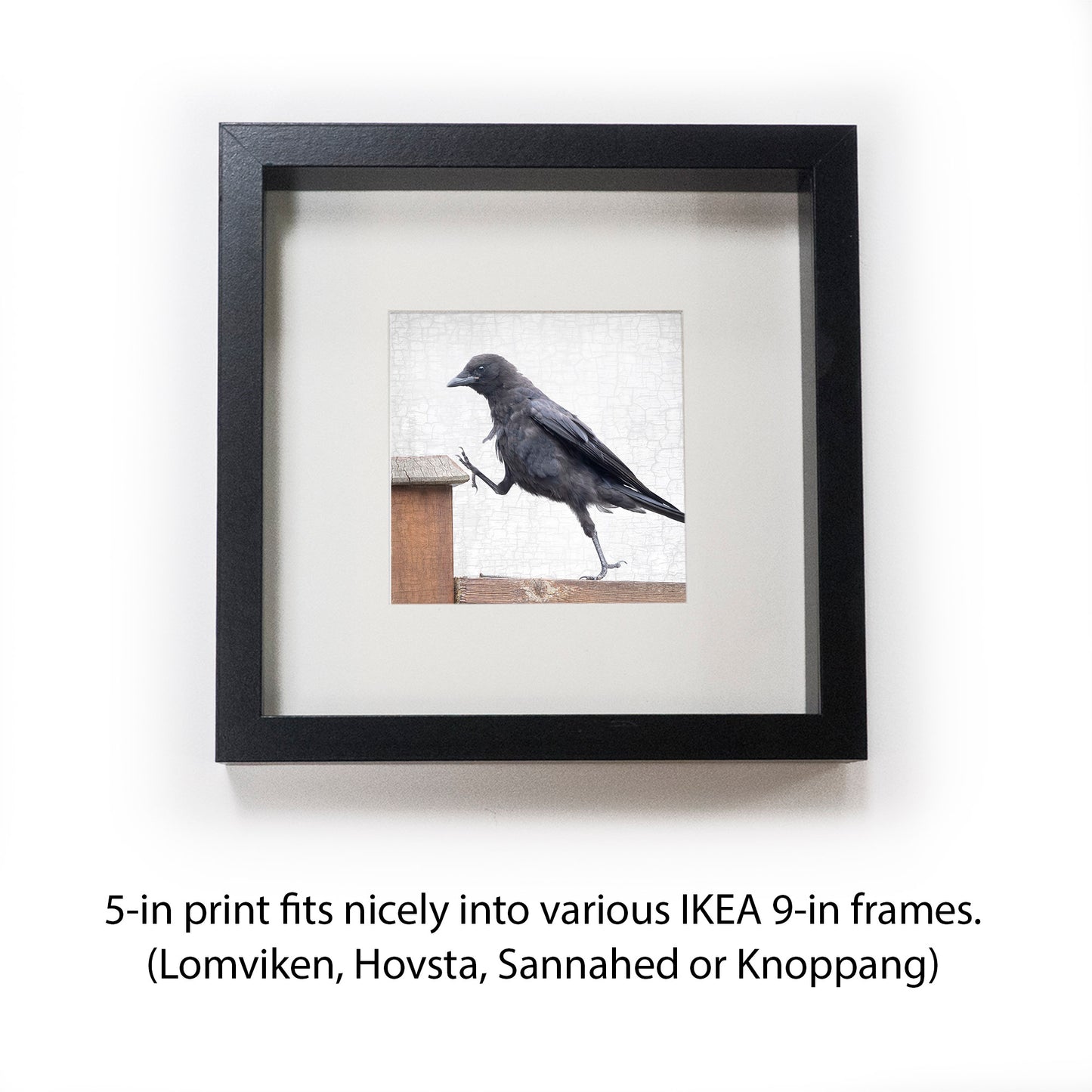 STEP UP - Fine Art Print, Crow Portrait Series (Copy)