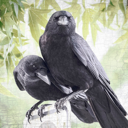 SUMMER LOVE - Fine Art Print, Crow Portrait Series