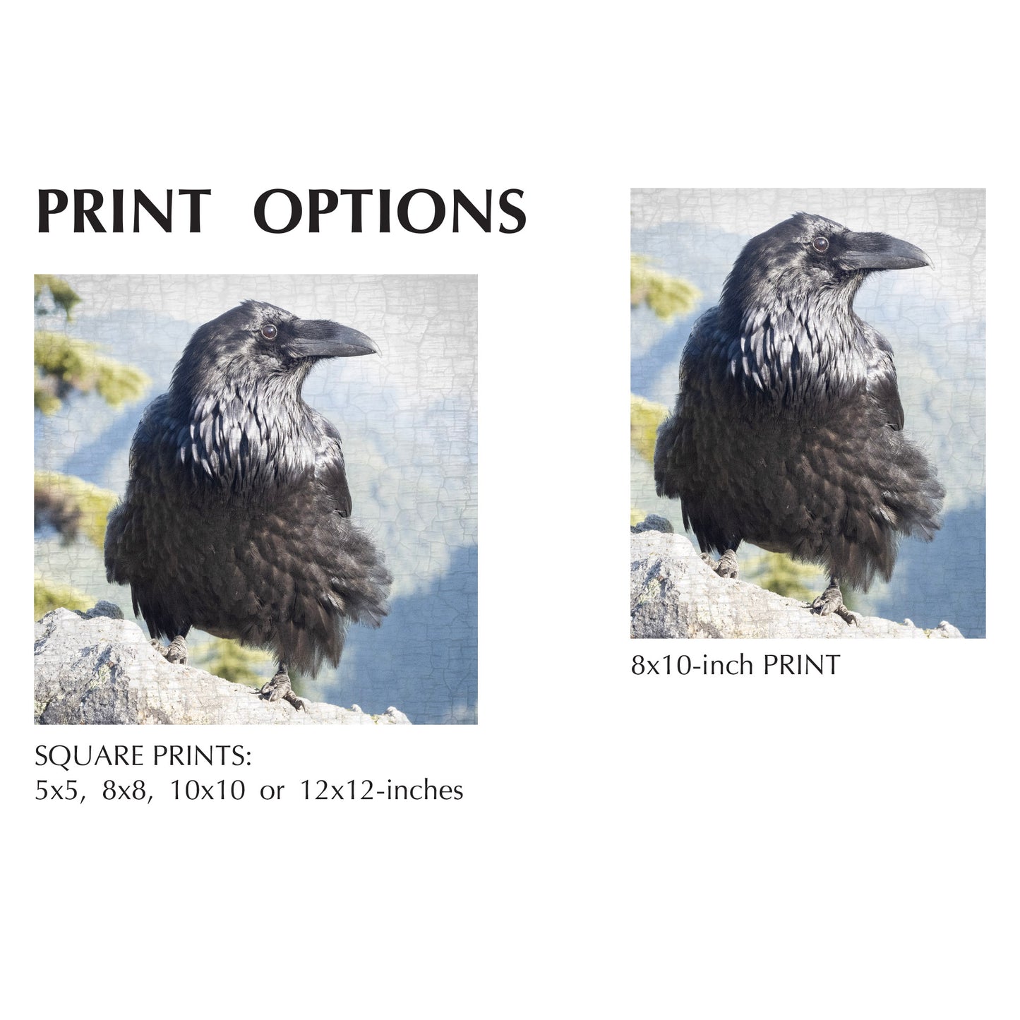 HERE COMES THE SUN - Fine Art Print, Raven Portrait Series