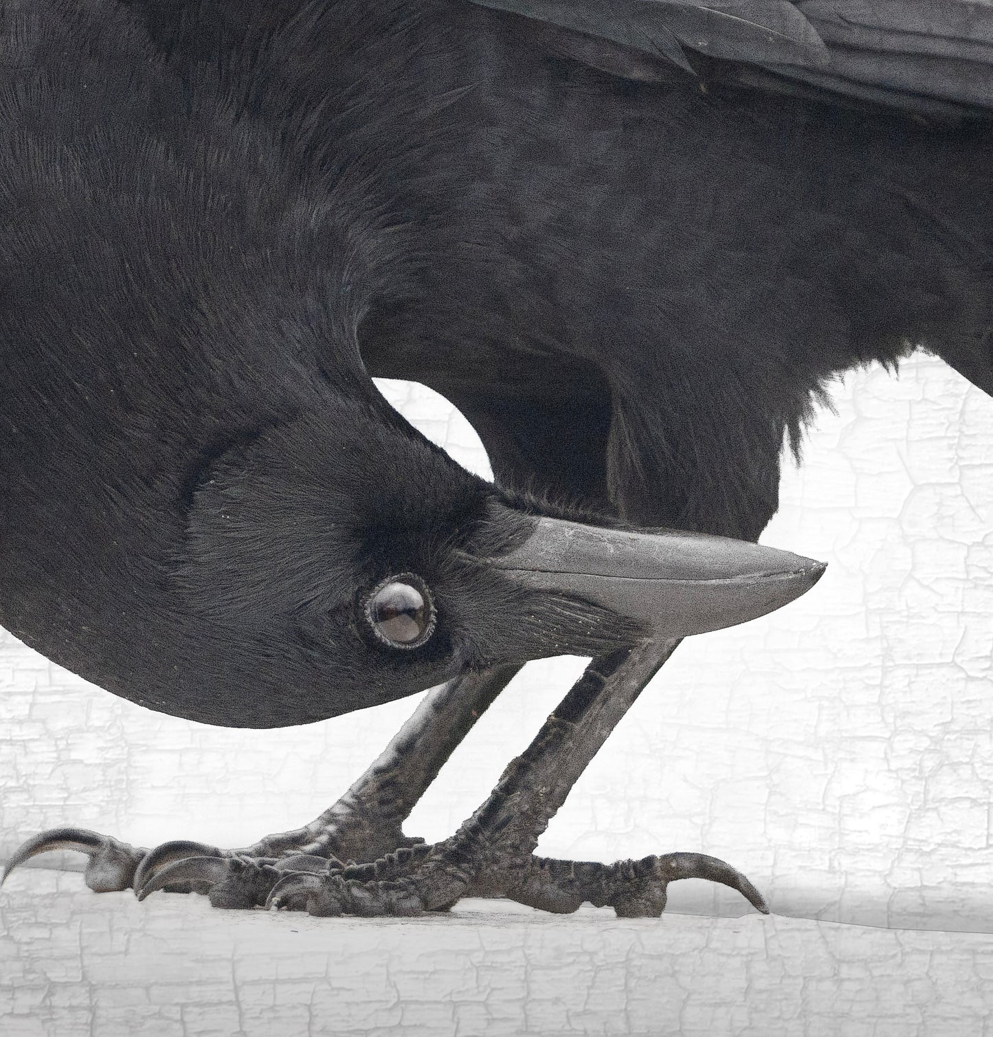 UPSIDE DOWN - Fine Art Print, Crow Portrait Series