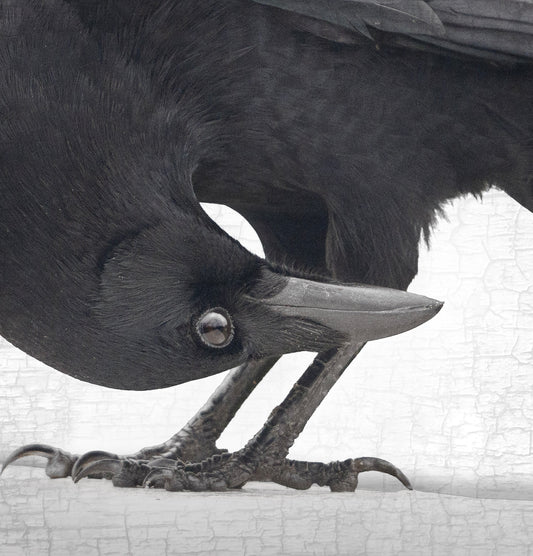 UPSIDE DOWN - Fine Art Print, Crow Portrait Series