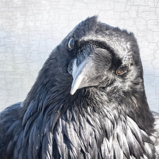 THE LISTENER - Fine Art Print, Raven Portrait Series