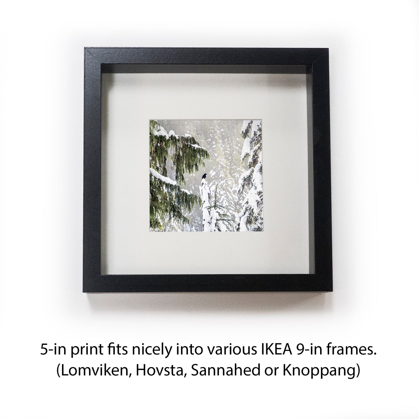 WINTER WOODS - Fine Art Print, Raven Portrait Series