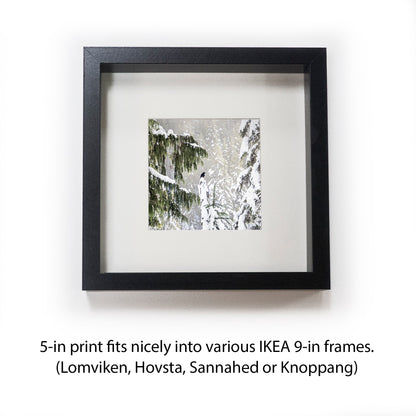 WINTER WOODS - Fine Art Print, Raven Portrait Series