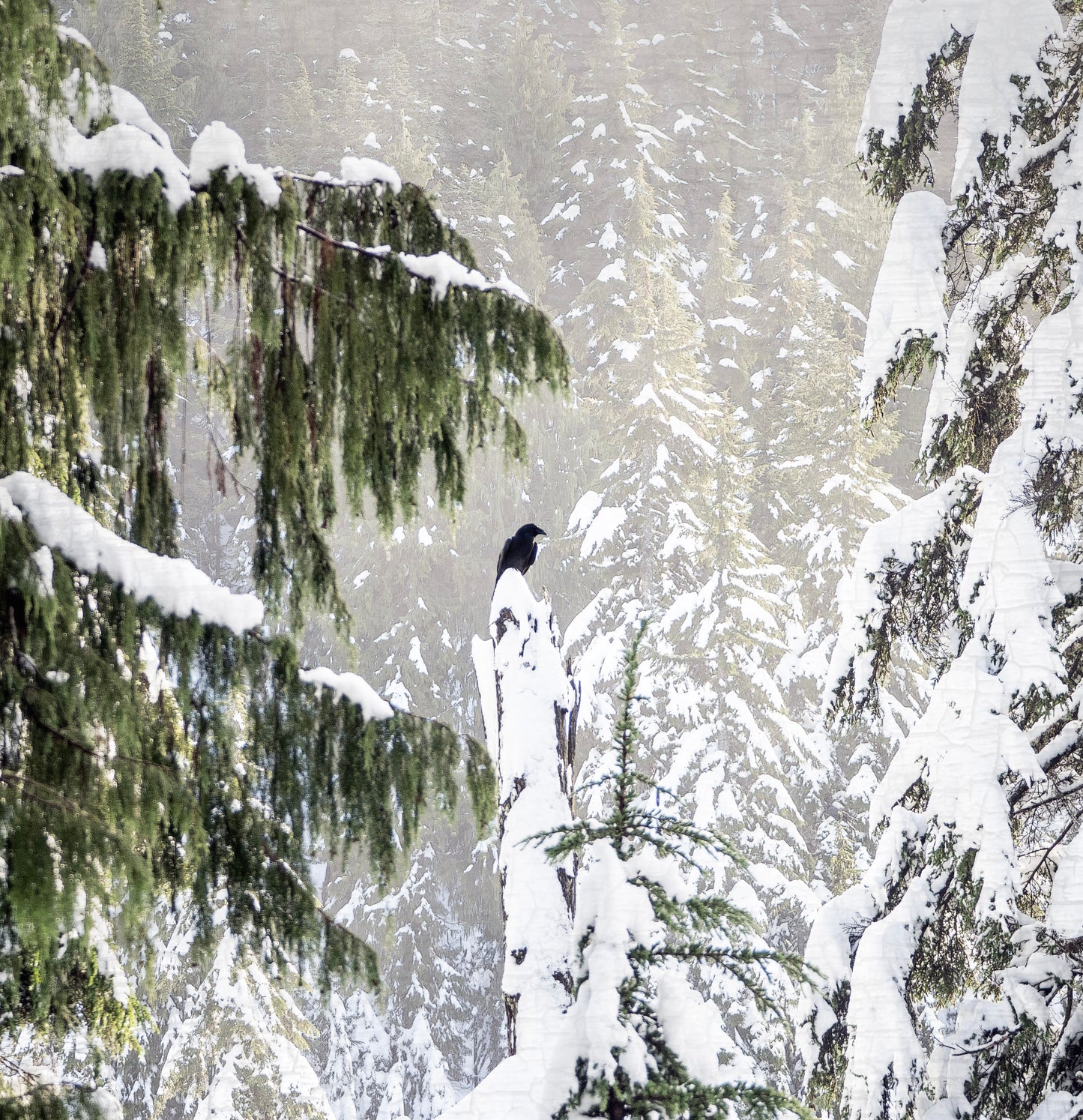 WINTER WOODS - Fine Art Print, Raven Portrait Series