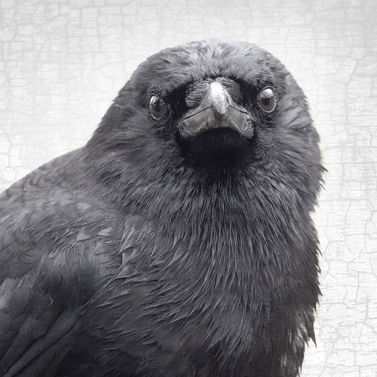 YOUNG SYD - Fine Art Print, Crow Portrait Series