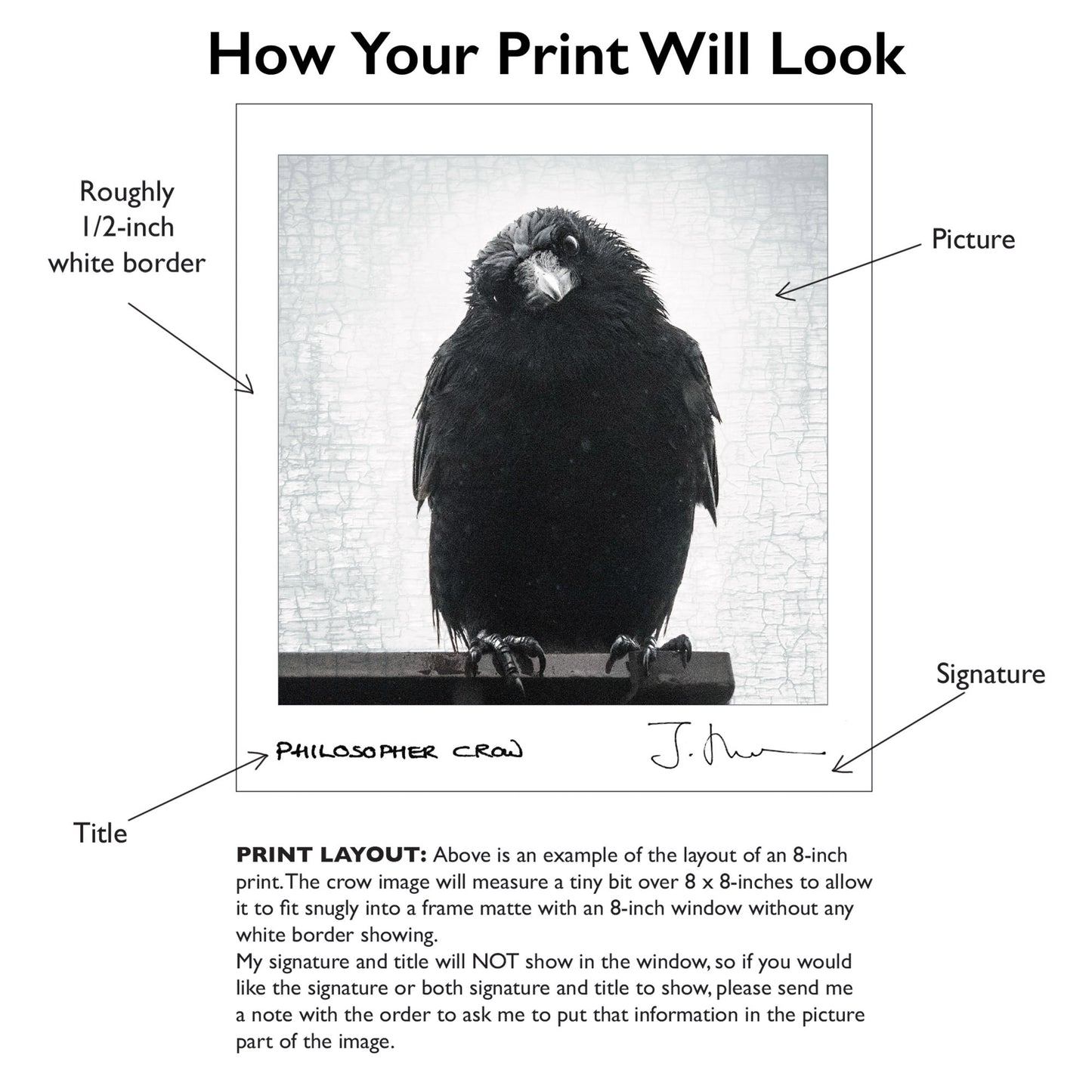 TIME FOR REFLECTION - Fine Art Print, Crow Portrait Series