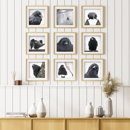 YOU ARE BEING WATCHED - Fine Art Print, Crow Portrait Series