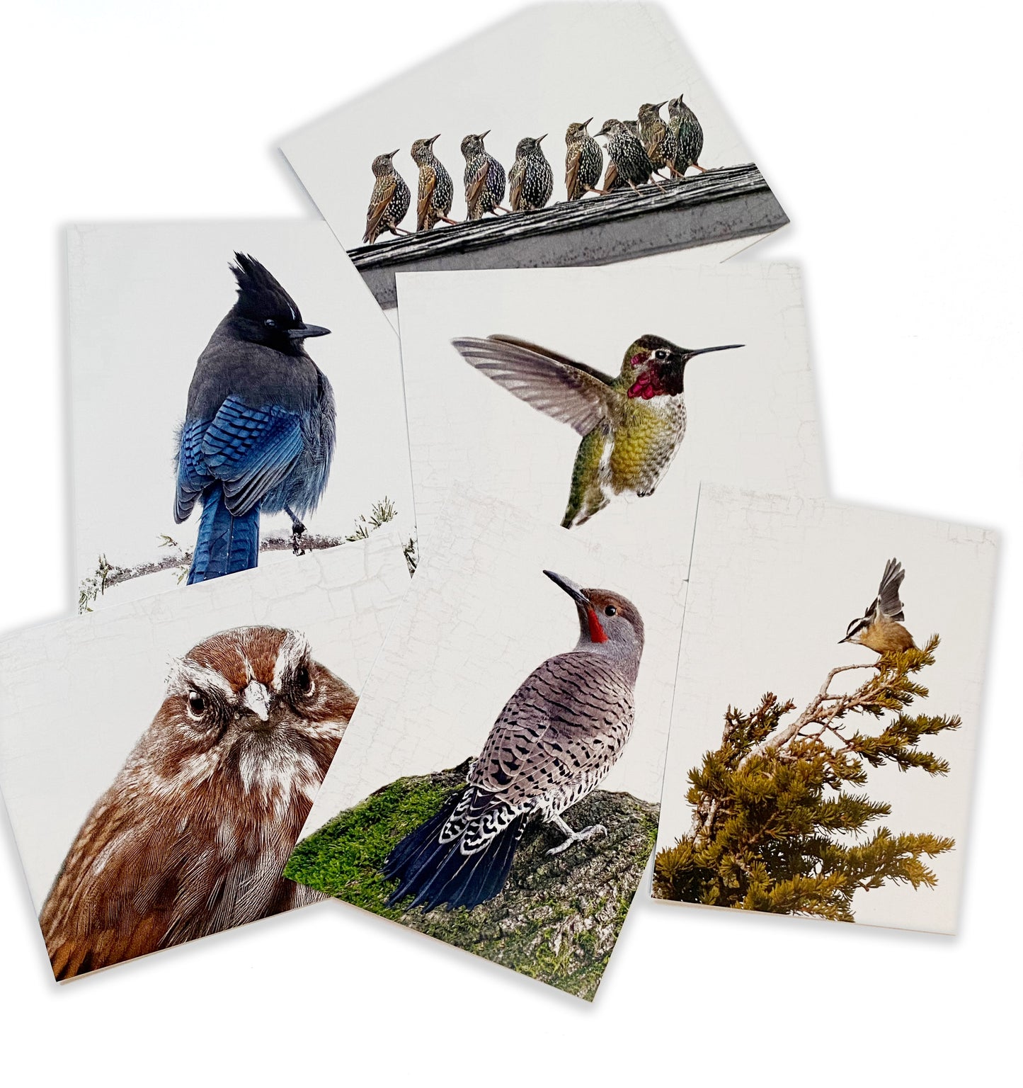 Set of 12 BIRDS Postcards by June Hunter — SALE