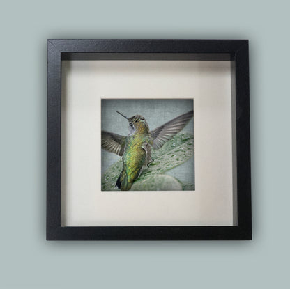 Bathing Hummingbird No.2 in Black Frame