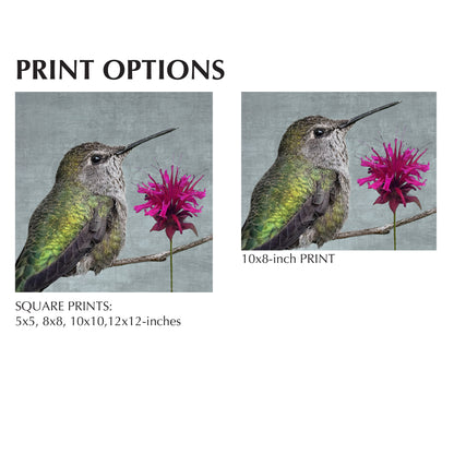 BEE BALM HUMMINGBIRD - Fine Art Print, Garden Birds Series