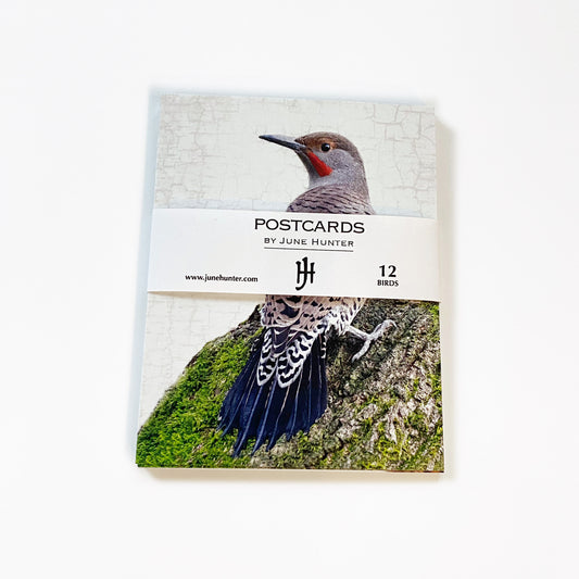 Set of 12 BIRDS Postcards by June Hunter — SALE