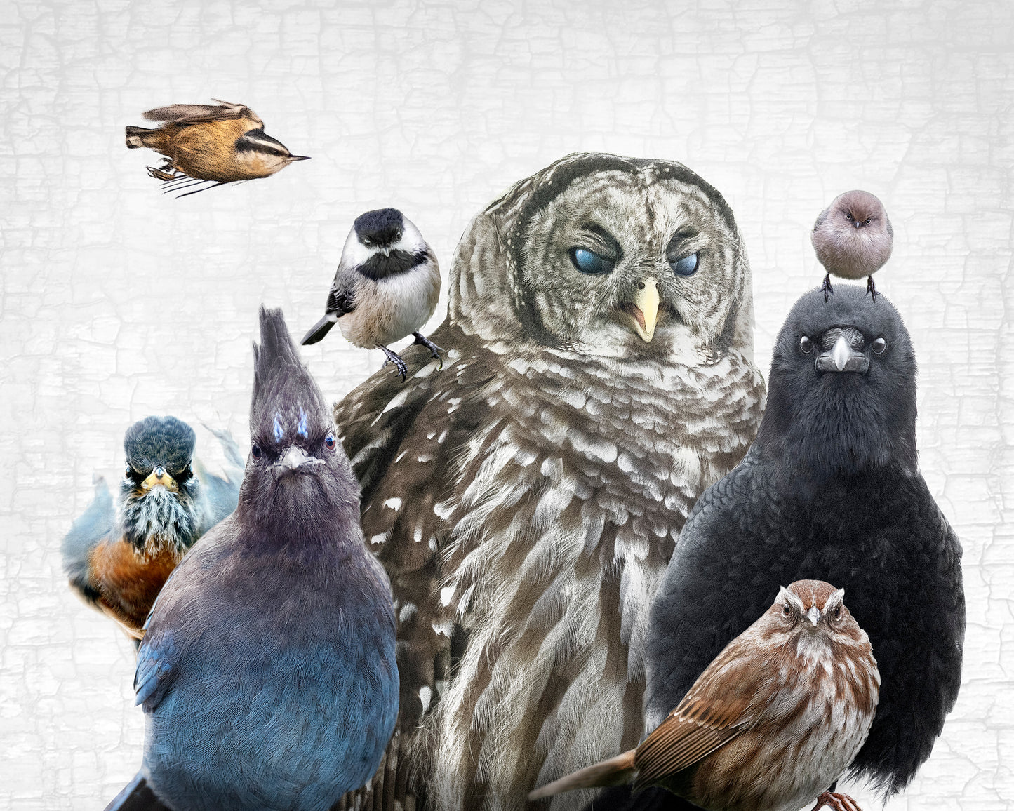 BIRDS OF JUDGEMENT — Fine Art Print, Judgmental Birds Collection