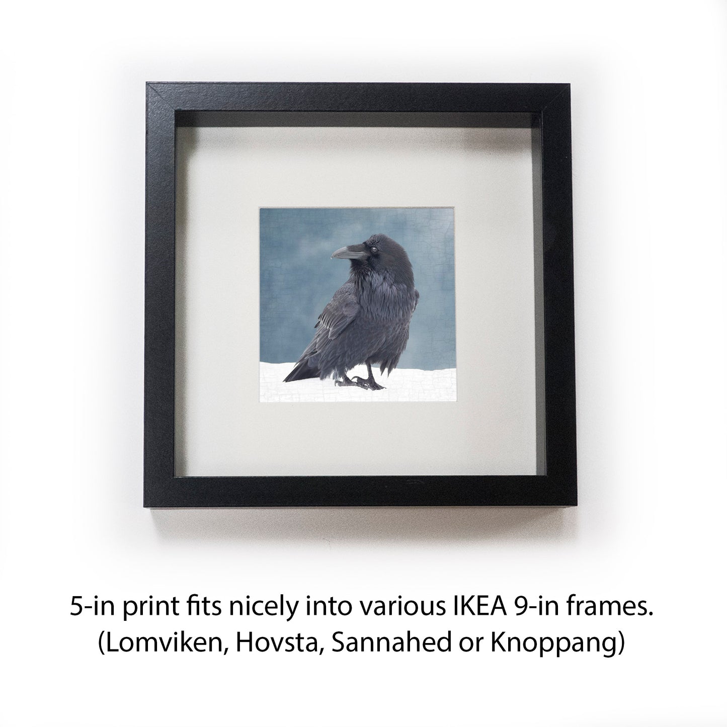 RAVEN IN A BLUE NOTE - Fine Art Print, Raven Portrait Series