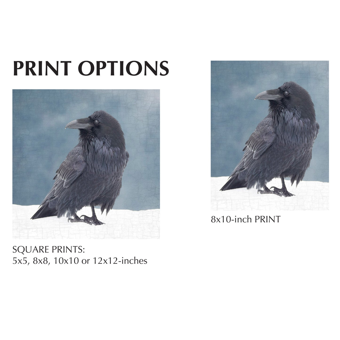 RAVEN IN A BLUE NOTE - Fine Art Print, Raven Portrait Series