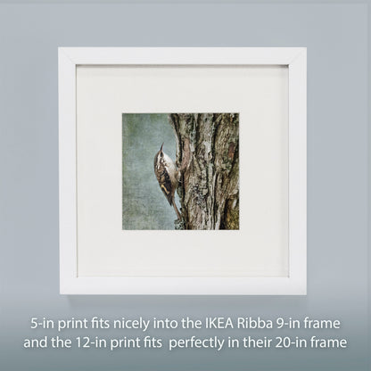 BROWN CREEPER - Fine Art Print, Garden Birds Series