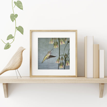 ALLIUM HUMMINGBIRD - Fine Art Print, Garden Birds Series