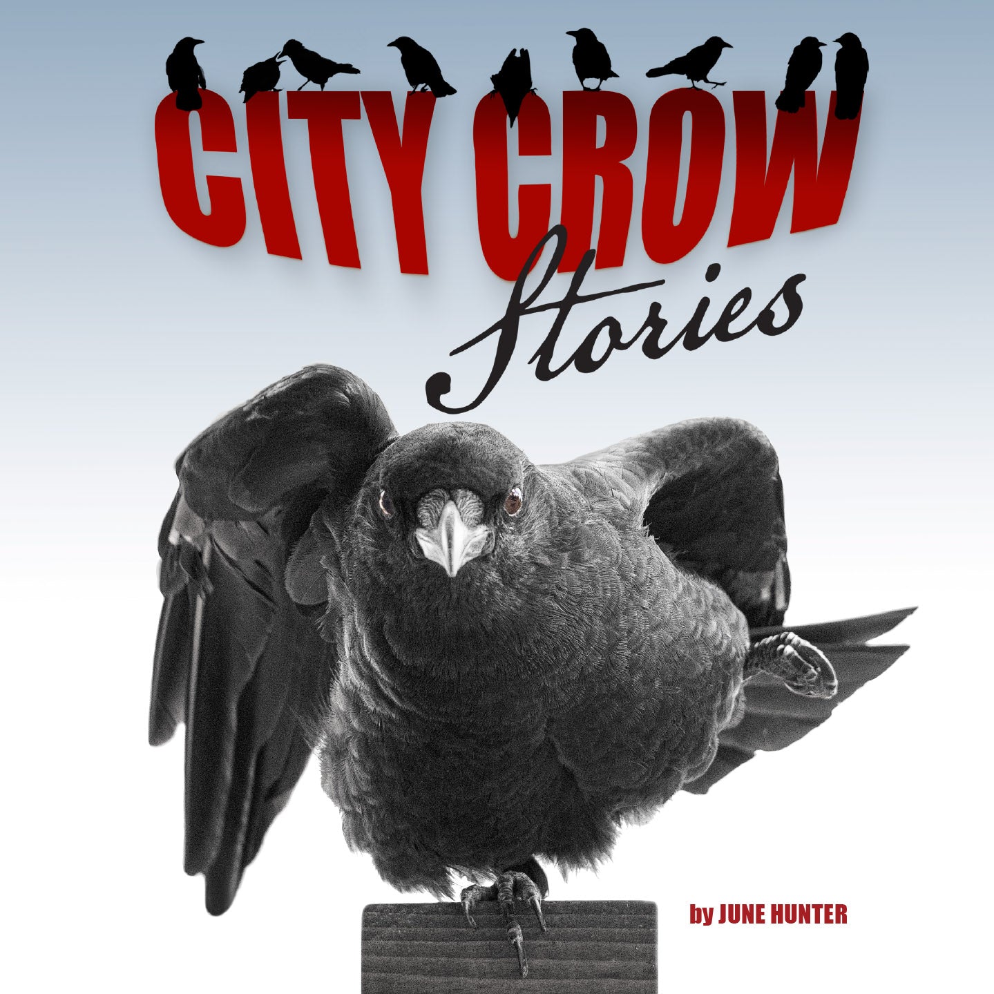 Book on Crows - City Crow Stories by June Hunter