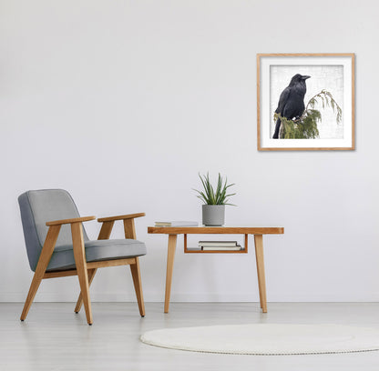 RAVEN ON CEDAR - Fine Art Print, Raven Portrait Series