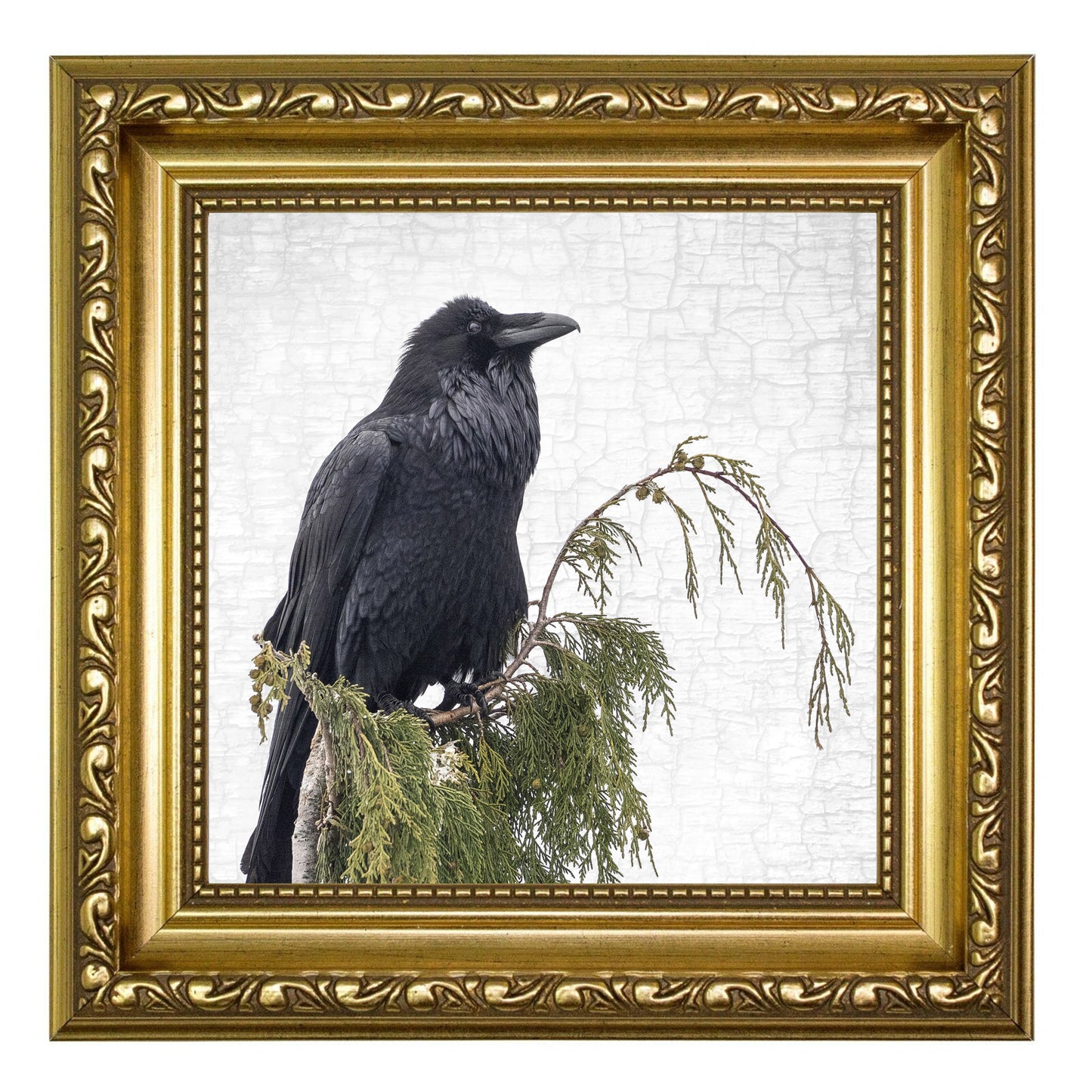 RAVEN ON CEDAR - Fine Art Print, Raven Portrait Series