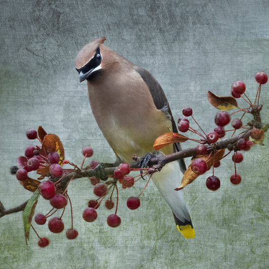 CEDAR WAXWING - Fine Art Print, Garden Birds Series