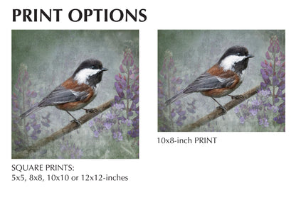 CHESTNUT BACKED CHICKADEE - Fine Art Print, Garden Birds Series