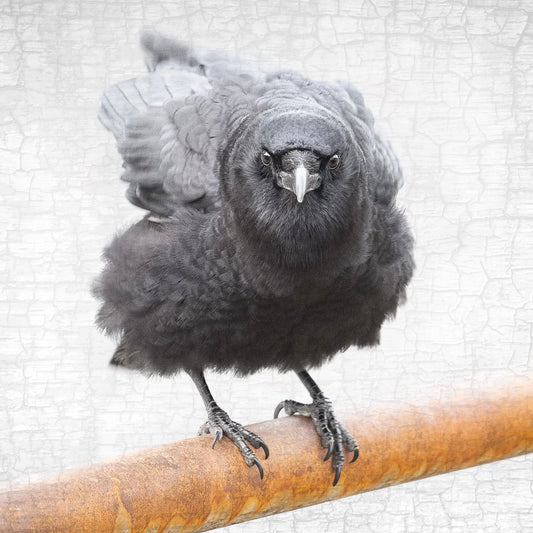 CROW AND RUST - Fine Art Print, Crow Portrait Series