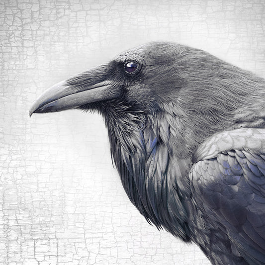 RAVEN EMPEROR - Fine Art Print, Raven Portrait Series