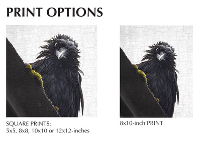 FRAZZLED 2/TOO - Fine Art Print, Crow Portrait Series