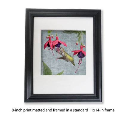 FUCHSIA HUMMINGBIRD - Fine Art Print, Garden Birds Series
