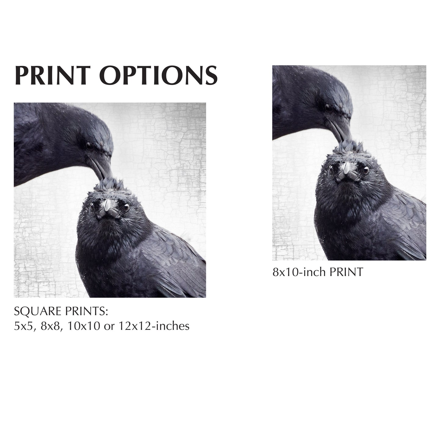 THE HAIRDO - Fine Art Print, Crow Portrait Series