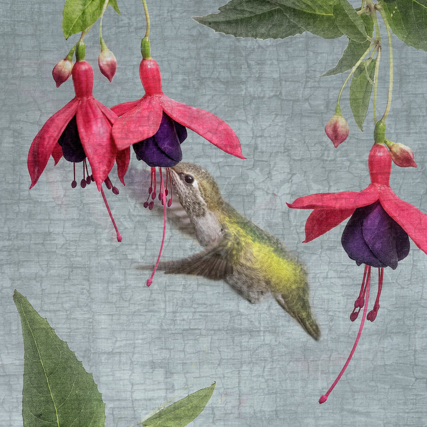 Hummingbird peeks into fuchsia blossoms.