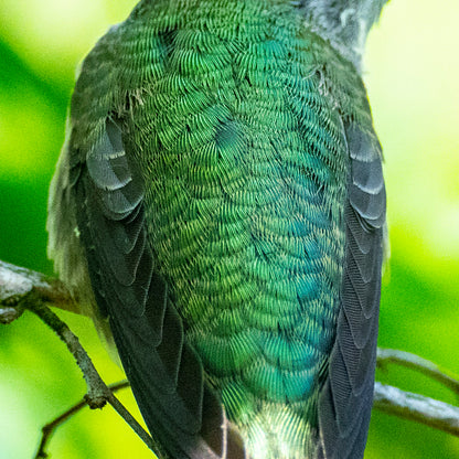 HUMMINGBIRD BEAUTY - Teardrop-Shaped Glass Pendant